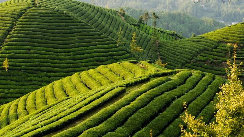 大棚种植：技术规范与合规要求解析**